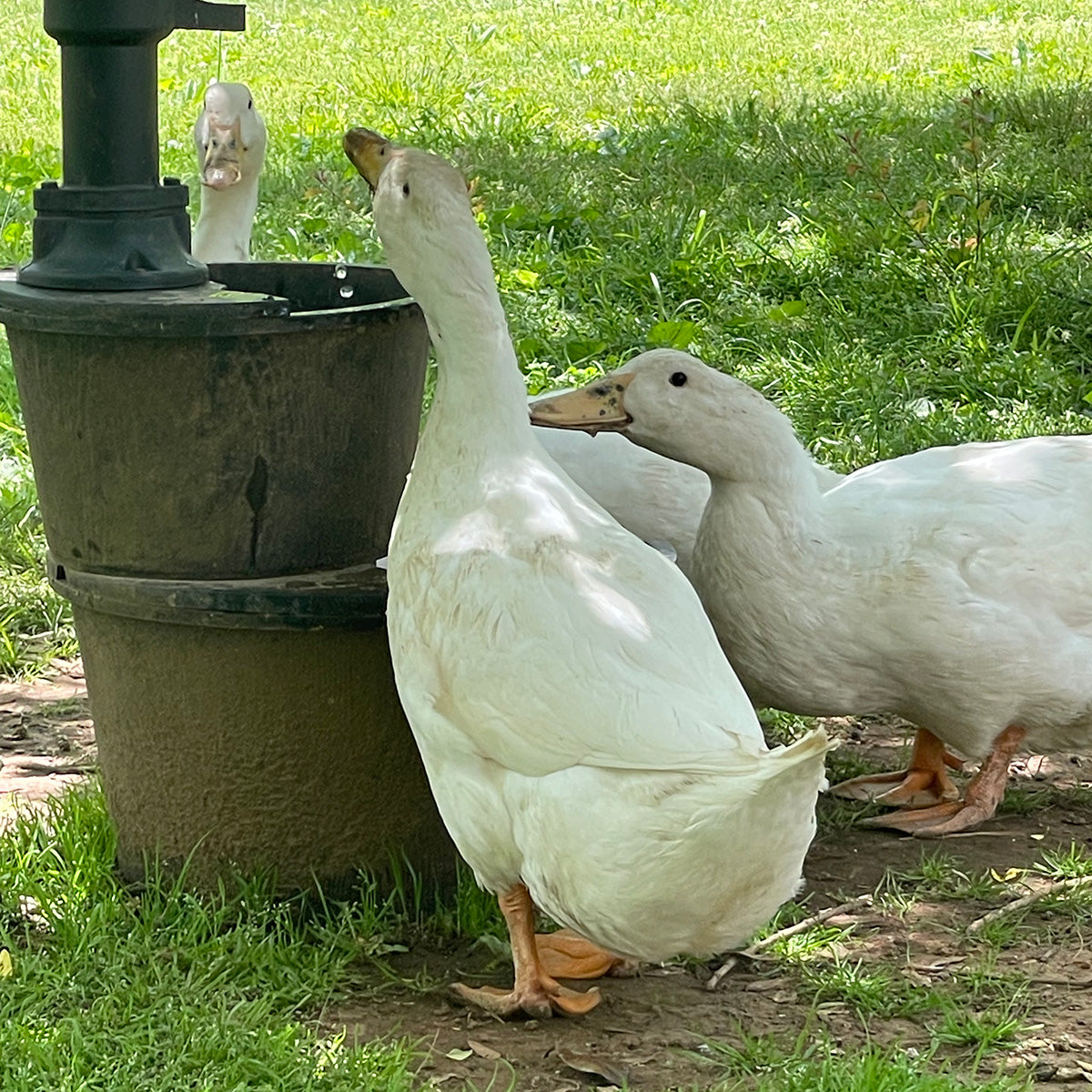 The Spotted Whimsy Geese