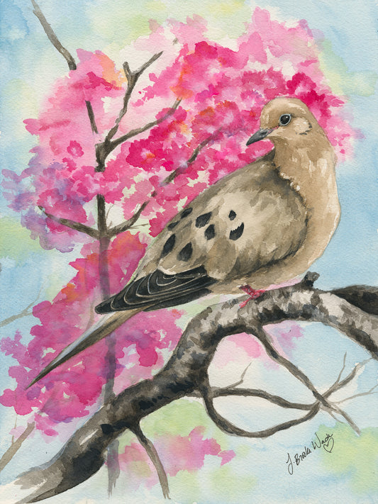 Mourning Dove Watercolor