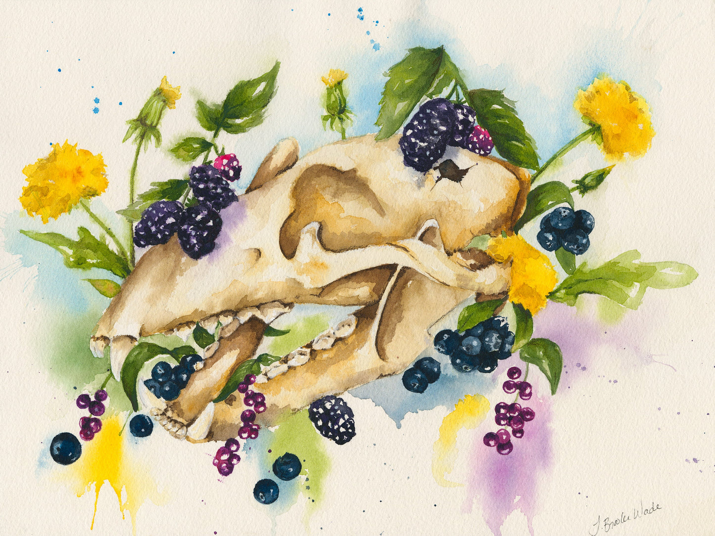 The Black Bear Watercolor