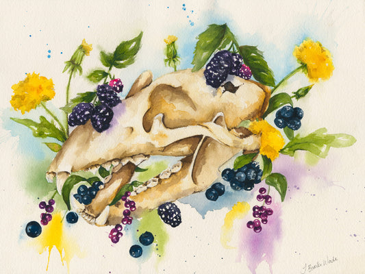 The Black Bear Watercolor