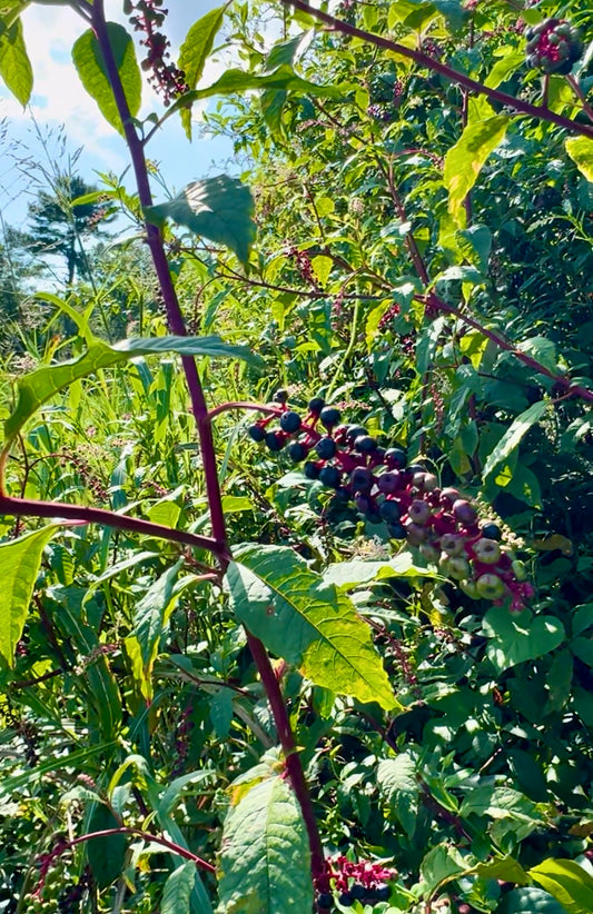 Pokeberry Grove